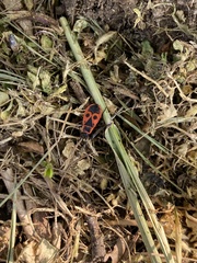 Pyrrhocoris apterus