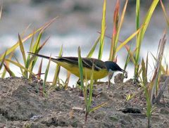 Motacilla flava cinereocapilla