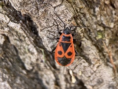 Pyrrhocoris apterus