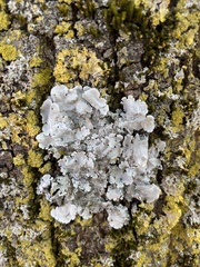 Parmelina