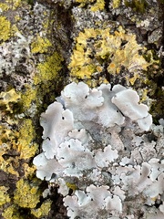 Parmelina