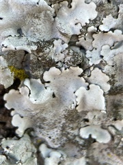 Parmelina