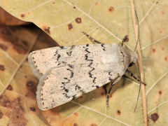 Epipsilia grisescens