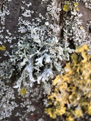 Evernia prunastri