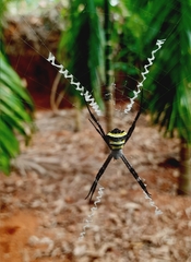 Argiope pulchella