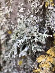 Evernia prunastri