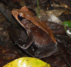 Clinotarsus curtipes