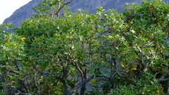 Cussonia natalensis