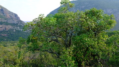 Cussonia natalensis