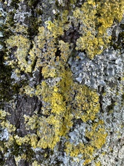 Xanthoria parietina