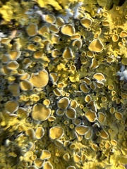 Xanthoria parietina