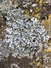 Parmelia sulcata