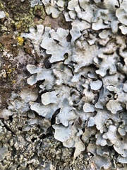 Parmelia sulcata