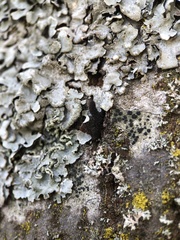 Parmelia sulcata