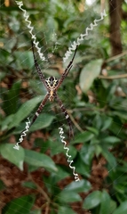 Argiope pulchella