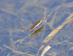 Limnoporus rufoscutellatus