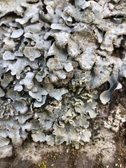 Parmelia sulcata