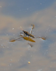 Limnoporus rufoscutellatus