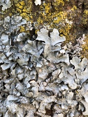 Parmelia sulcata
