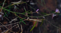 Cleome macrophylla