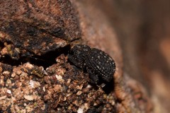 Decilaus