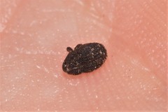 Decilaus