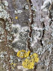 Lecidella elaeochroma