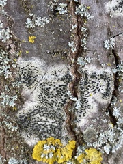 Lecidella elaeochroma