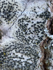 Lecidella elaeochroma