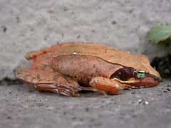 Rana japonica