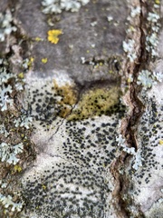 Lecidella elaeochroma