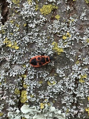 Pyrrhocoris apterus