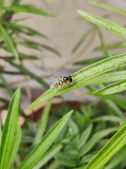 Ischiodon