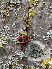 Pyrrhocoris apterus