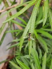 Ischiodon
