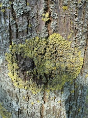 Xanthoria parietina