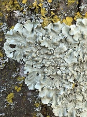 Flavoparmelia soredians