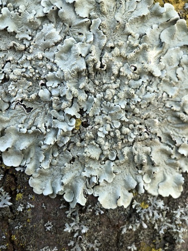 Shadow Greenshield Lichen