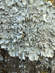 Flavoparmelia soredians