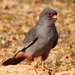 Red-footed Falcon - Photo (c) Mourad Harzallah, some rights reserved (CC BY), uploaded by Mourad Harzallah