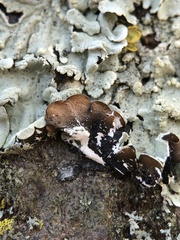 Flavoparmelia soredians