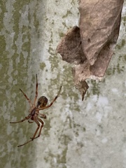 Phonognatha graeffei