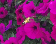 Macroglossum
