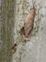 Phonognatha graeffei