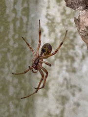 Phonognatha graeffei