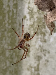 Phonognatha graeffei