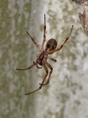 Phonognatha graeffei