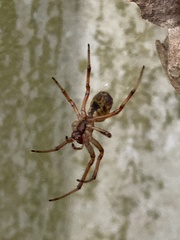 Phonognatha graeffei