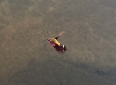 Macroglossum