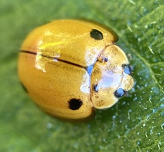 Coccinellidae